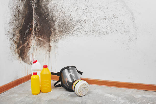 Best Residential Mold Removal  in Seagraves, TX