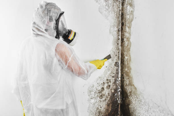 Best Crawl Space Mold Removal  in Seagraves, TX