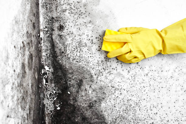 Best Black Mold Removal  in Seagraves, TX