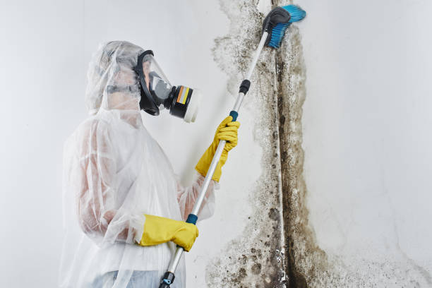 Best Residential Mold Removal  in Seagraves, TX