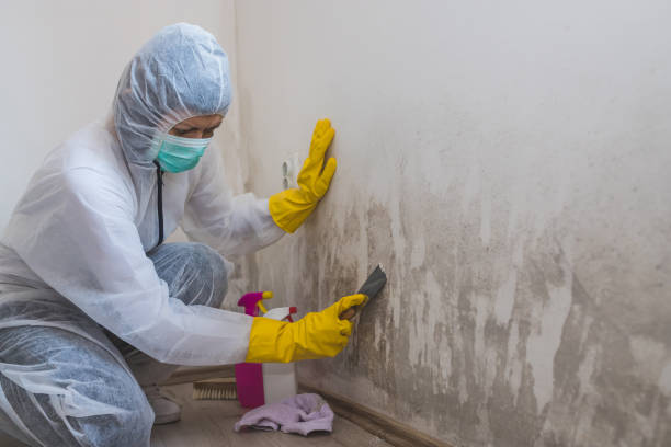 Best Certified Mold Removal  in Seagraves, TX