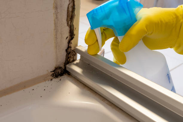 Best Mold Removal Specialists  in Seagraves, TX