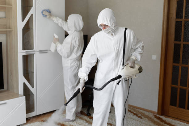 Mold Removal and Inspection