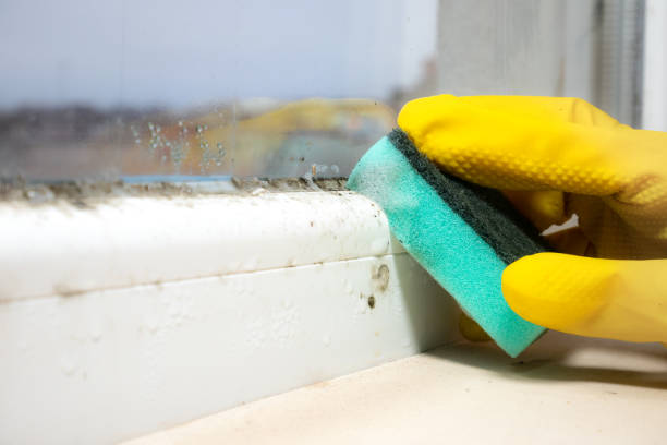 Best Local Mold Removal Service  in Seagraves, TX