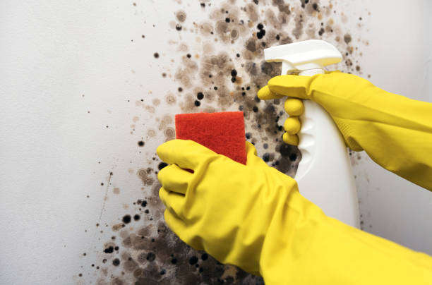 Best Residential Mold Removal  in Seagraves, TX