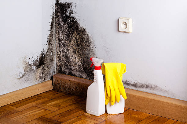 Best Certified Mold Removal  in Seagraves, TX