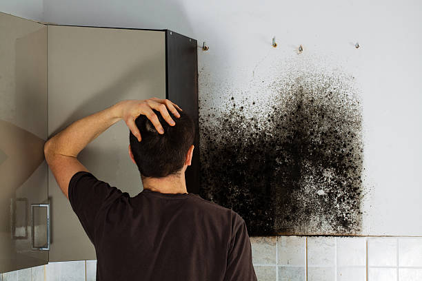 Best Mold Cleaning Services  in Seagraves, TX