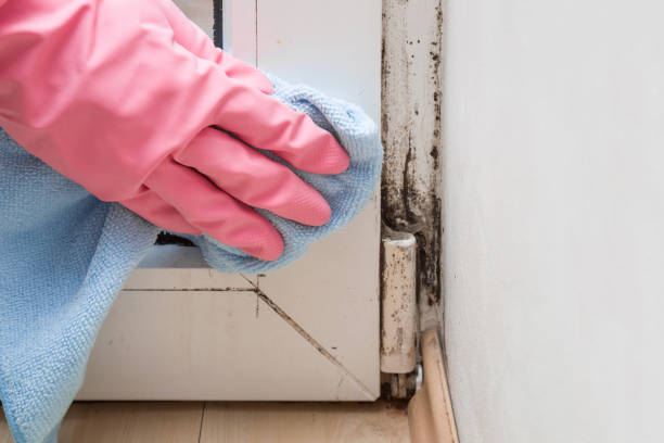 Best Local Mold Removal Service  in Seagraves, TX